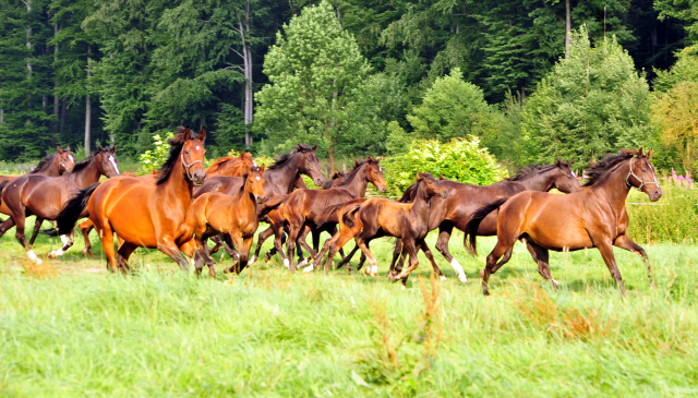  Foto: Beate Langels -  
Trakehner Gestt Hmelschenburg