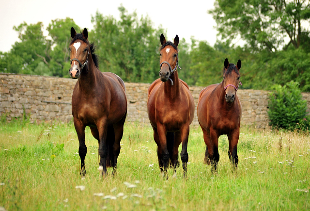  Foto: Beate Langels -  
Trakehner Gestt Hmelschenburg