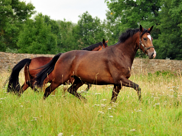  Foto: Beate Langels -  
Trakehner Gestt Hmelschenburg