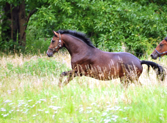  Foto: Beate Langels -  
Trakehner Gestt Hmelschenburg