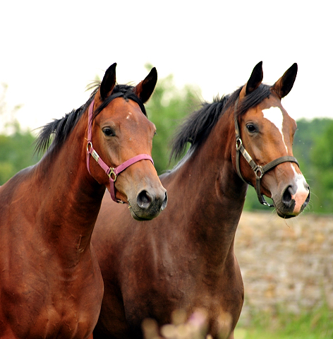  Foto: Beate Langels -  
Trakehner Gestt Hmelschenburg