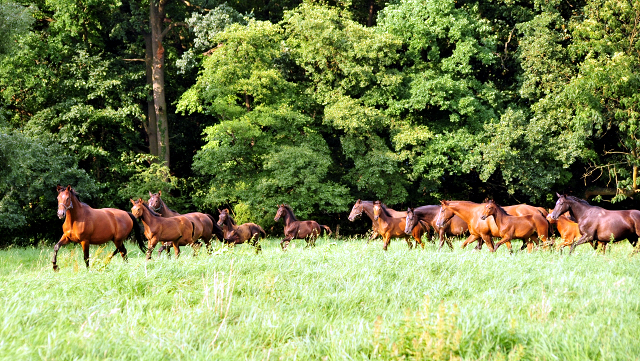  Foto: Beate Langels -  
Trakehner Gestt Hmelschenburg