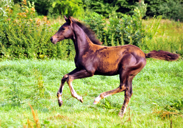  Foto: Beate Langels -  
Trakehner Gestt Hmelschenburg