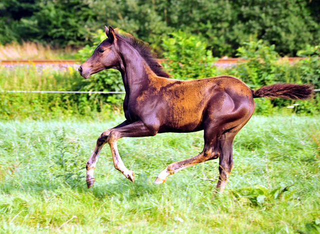  Foto: Beate Langels -  
Trakehner Gestt Hmelschenburg