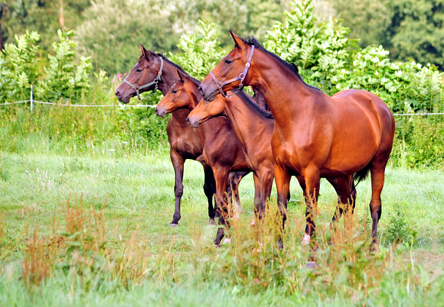  Foto: Beate Langels -  
Trakehner Gestt Hmelschenburg