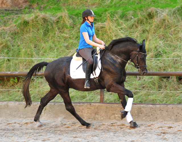 3jhriger Trakehner von Millenium - Foto: Beate Langels