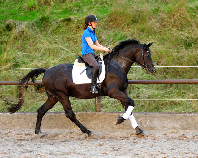 3jhriger Trakehner von Millenium - Foto: Beate Langels