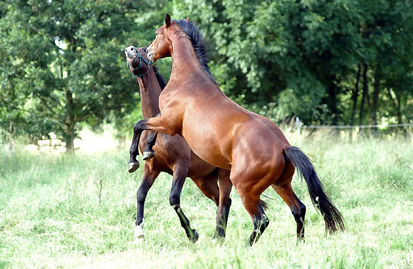 Zweijhrige Trakehner Hengste, Gestt Hmelschenburg 26.06.2008