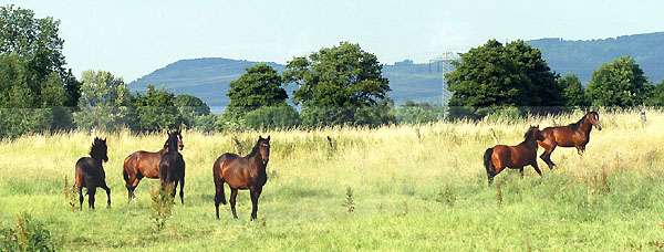 Zweijhrige Trakehner Hengste, Gestt Hmelschenburg 26.06.2008
