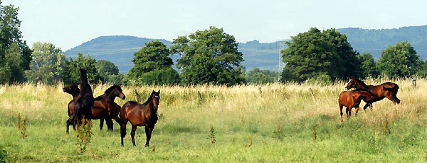 Zweijhrige Trakehner Hengste, Gestt Hmelschenburg 26.06.2008