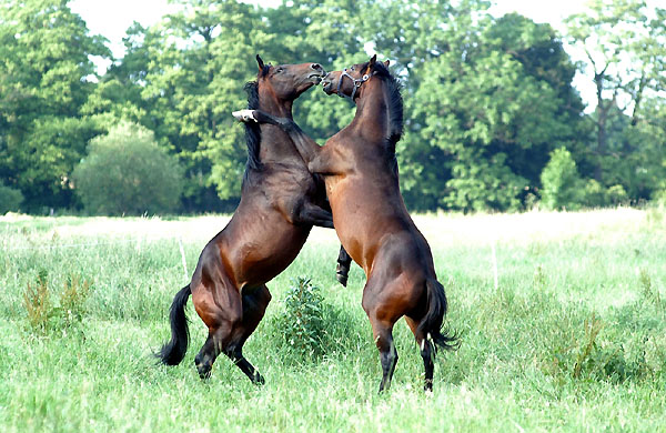 Zweijhrige Trakehner Hengste, Gestt Hmelschenburg 26.06.2008