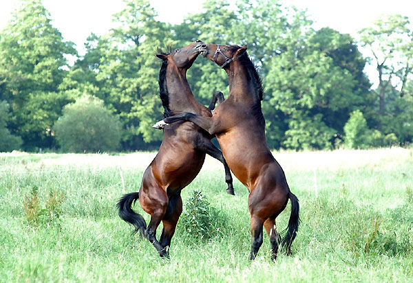 Zweijhrige Trakehner Hengste, Gestt Hmelschenburg 26.06.2008