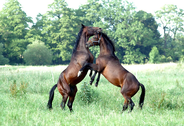 Zweijhrige Trakehner Hengste, Gestt Hmelschenburg 26.06.2008