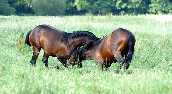 Zweijhrige Trakehner Hengste, Gestt Hmelschenburg 26.06.2008