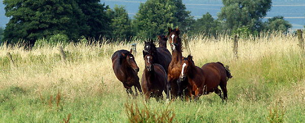 Zweijhrige Trakehner Hengste, Gestt Hmelschenburg 26.06.2008