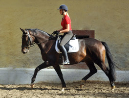 Trakehner Gelding by Kostolany out of Olympia by Le Duc, picture: Beate Langels Gestüt Hämelschenburg