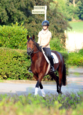 Klassic Touch - Trakehner Stute von Oliver Twist u.d. Pr. u. StPrSt. Klassic v. Freudenfest u.d. Elitestute Kassuben v. Enrico Caruso - Gestt Hmelschenburg - Beate Langels