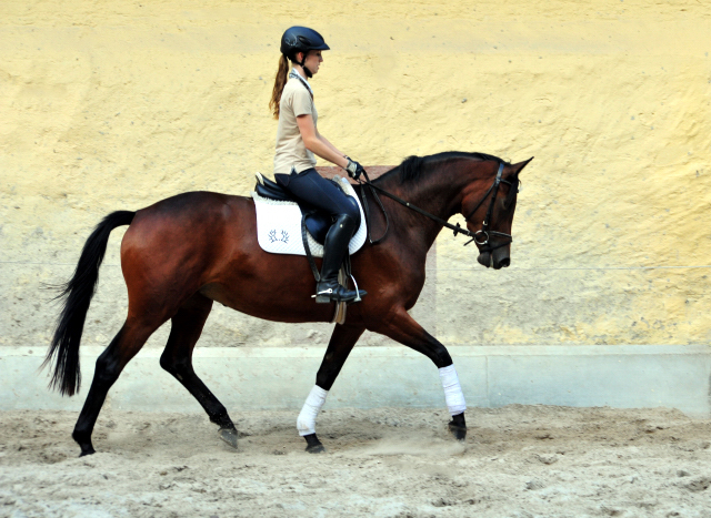Klassic Touch - Trakehner Stute von Oliver Twist u.d. Pr. u. StPrSt. Klassic v. Freudenfest u.d. Elitestute Kassuben v. Enrico Caruso - Gestt Hmelschenburg - Beate Langels