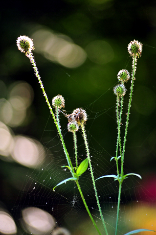 Altweibersommer im Weserbergland - Gestüt Hämelschenburg - copyright by Beate Langels