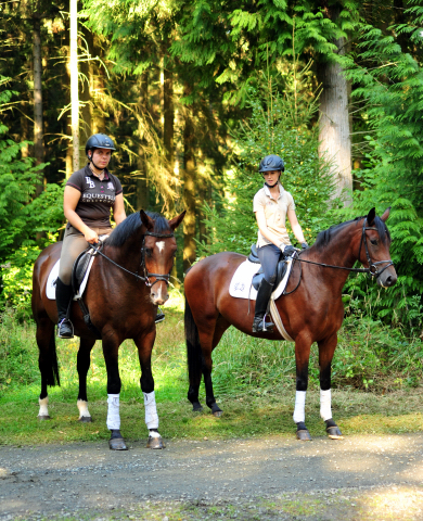 Klassic Touch - Trakehner Stute von Oliver Twist u.d. Pr. u. StPrSt. Klassic v. Freudenfest u.d. Elitestute Kassuben v. Enrico Caruso - Gestt Hmelschenburg - Beate Langels