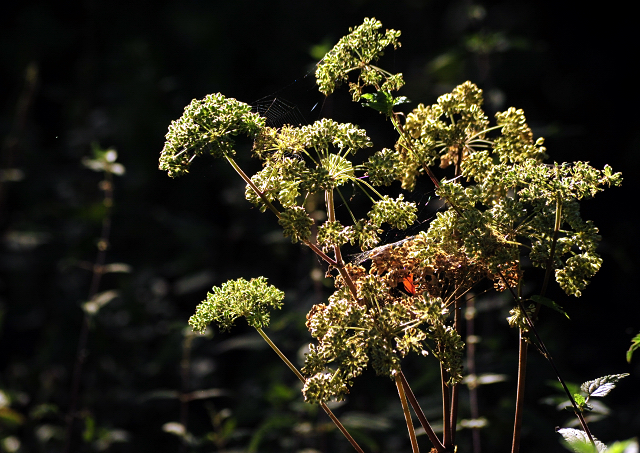 Altweibersommer im Weserbergland - Gestüt Hämelschenburg - copyright by Beate Langels