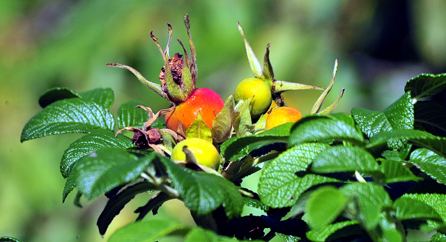 Altweibersommer im Weserbergland - Gestüt Hämelschenburg - copyright by Beate Langels