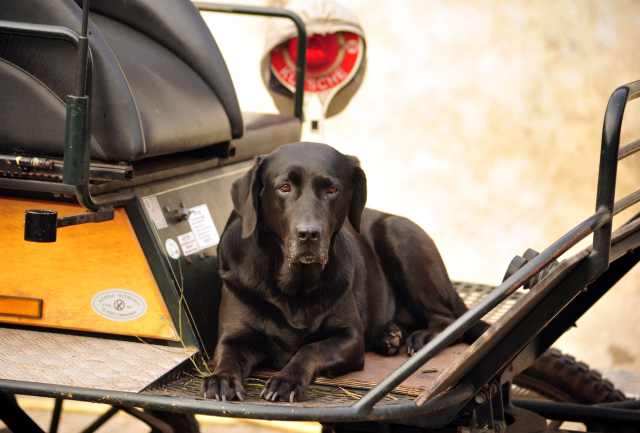Schwalbenprinz v. Kostolany und Apollo v. Ruffian Reef xx aus dem Gestt Hmelschenburg - gefahren von Heinrich Freiherr von Senden
 - copyright by Beate Langels