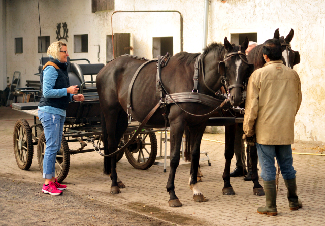 Schwalbenprinz v. Kostolany und Apollo v. Ruffian Reef xx aus dem Gestt Hmelschenburg - gefahren von Heinrich Freiherr von Senden
 - copyright by Beate Langels