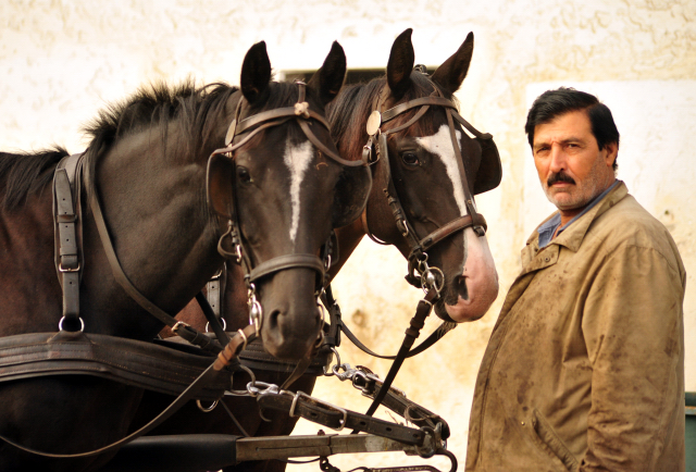 Schwalbenprinz v. Kostolany und Apollo v. Ruffian Reef xx aus dem Gestt Hmelschenburg - gefahren von Heinrich Freiherr von Senden
 - copyright by Beate Langels