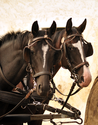 Schwalbenprinz v. Kostolany und Apollo v. Ruffian Reef xx aus dem Gestt Hmelschenburg - gefahren von Heinrich Freiherr von Senden
 - copyright by Beate Langels