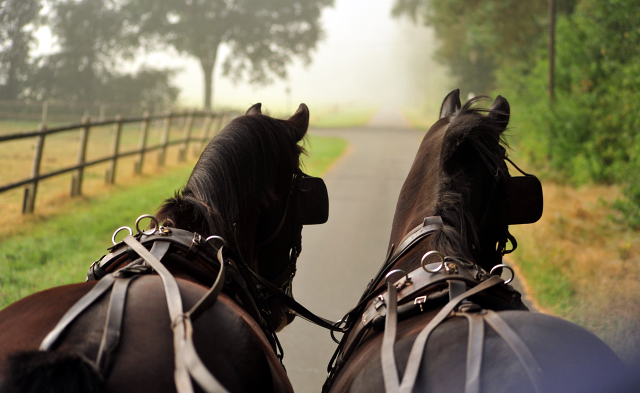 Schwalbenprinz v. Kostolany und Apollo v. Ruffian Reef xx aus dem Gestt Hmelschenburg - gefahren von Heinrich Freiherr von Senden
 - copyright by Beate Langels