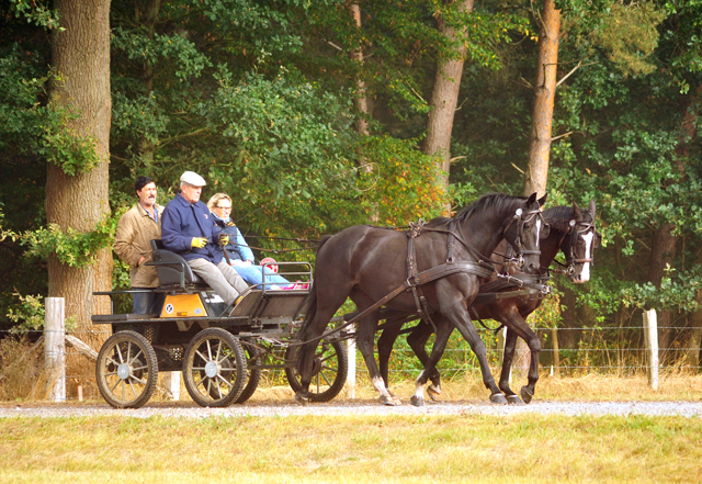 Schwalbenprinz v. Kostolany und Apollo v. Ruffian Reef xx aus dem Gestt Hmelschenburg - gefahren von Heinrich Freiherr von Senden
 - copyright by Beate Langels