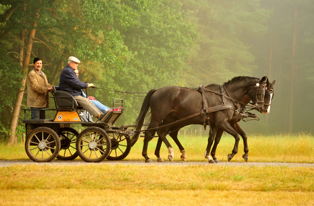 Schwalbenprinz v. Kostolany und Apollo v. Ruffian Reef xx aus dem Gestt Hmelschenburg - gefahren von Heinrich Freiherr von Senden
 - copyright by Beate Langels