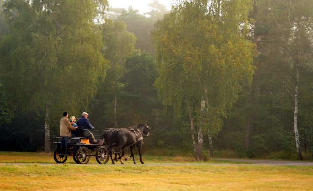 Schwalbenprinz v. Kostolany und Apollo v. Ruffian Reef xx aus dem Gestt Hmelschenburg - gefahren von Heinrich Freiherr von Senden
 - copyright by Beate Langels