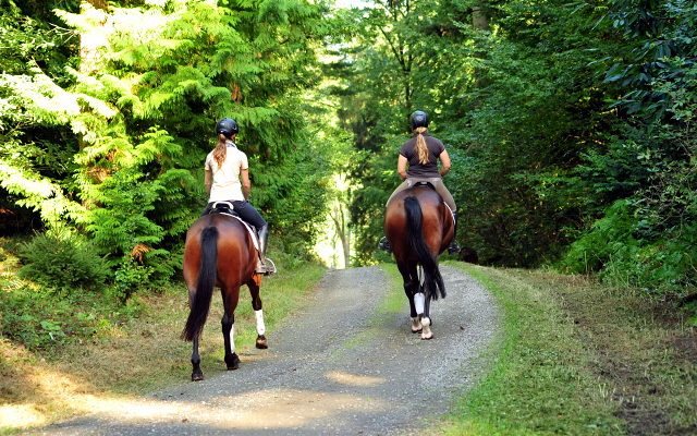 Ausritt mit Klassic Touch und dem 4jährigen v. Saint Cyr x Guendalina - Gestüt Hämelschenburg - copyright by Beate Langels