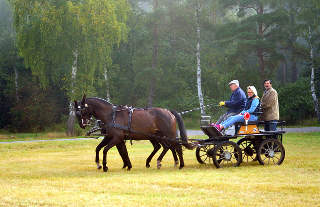 Schwalbenprinz v. Kostolany und Apollo v. Ruffian Reef xx aus dem Gestt Hmelschenburg - gefahren von Heinrich Freiherr von Senden
 - copyright by Beate Langels