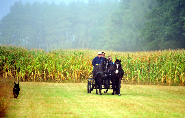 Schwalbenprinz v. Kostolany und Apollo v. Ruffian Reef xx aus dem Gestt Hmelschenburg - gefahren von Heinrich Freiherr von Senden
 - copyright by Beate Langels