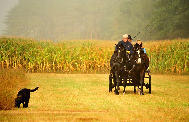 Schwalbenprinz v. Kostolany und Apollo v. Ruffian Reef xx aus dem Gestt Hmelschenburg - gefahren von Heinrich Freiherr von Senden
 - copyright by Beate Langels
