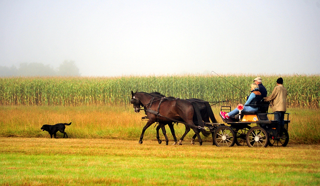 Schwalbenprinz v. Kostolany und Apollo v. Ruffian Reef xx aus dem Gestt Hmelschenburg - gefahren von Heinrich Freiherr von Senden
 - copyright by Beate Langels
