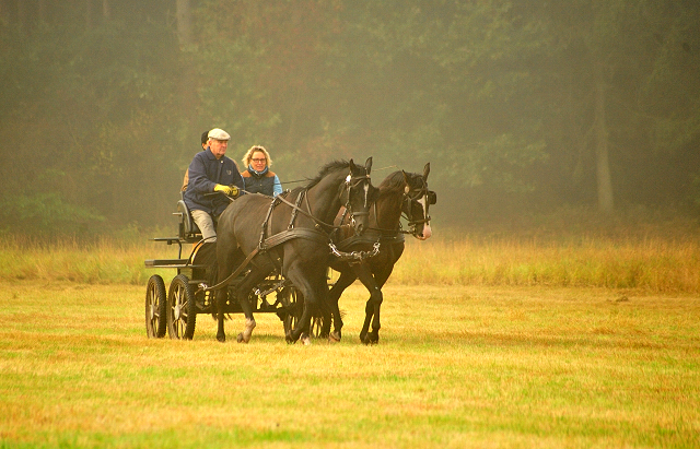 Schwalbenprinz v. Kostolany und Apollo v. Ruffian Reef xx aus dem Gestt Hmelschenburg - gefahren von Heinrich Freiherr von Senden
 - copyright by Beate Langels