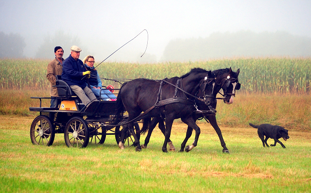 Schwalbenprinz v. Kostolany und Apollo v. Ruffian Reef xx aus dem Gestt Hmelschenburg - gefahren von Heinrich Freiherr von Senden
 - copyright by Beate Langels