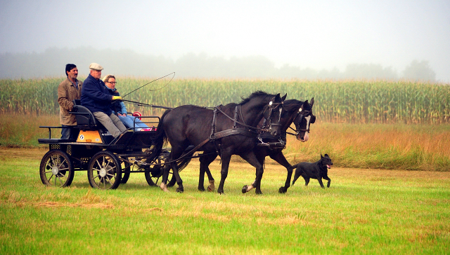 Schwalbenprinz v. Kostolany und Apollo v. Ruffian Reef xx aus dem Gestt Hmelschenburg - gefahren von Heinrich Freiherr von Senden
 - copyright by Beate Langels