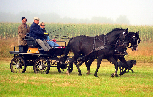 Schwalbenprinz v. Kostolany und Apollo v. Ruffian Reef xx aus dem Gestt Hmelschenburg - gefahren von Heinrich Freiherr von Senden
 - copyright by Beate Langels