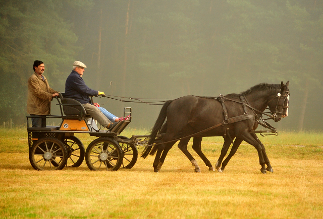 Schwalbenprinz v. Kostolany und Apollo v. Ruffian Reef xx aus dem Gestt Hmelschenburg - gefahren von Heinrich Freiherr von Senden
 - copyright by Beate Langels