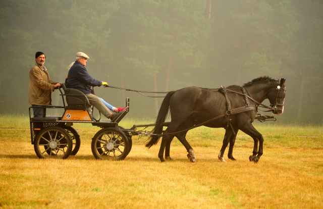 Schwalbenprinz v. Kostolany und Apollo v. Ruffian Reef xx aus dem Gestt Hmelschenburg - gefahren von Heinrich Freiherr von Senden
 - copyright by Beate Langels