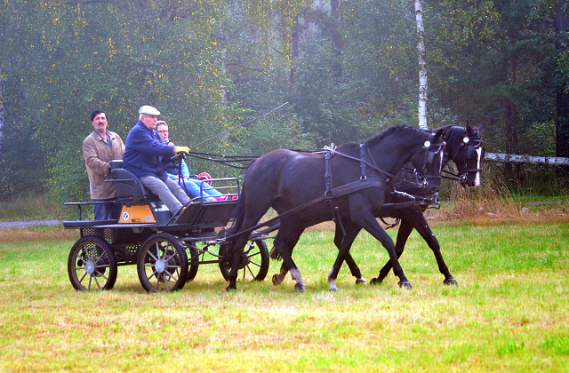 Schwalbenprinz v. Kostolany und Apollo v. Ruffian Reef xx aus dem Gestt Hmelschenburg - gefahren von Heinrich Freiherr von Senden
 - copyright by Beate Langels