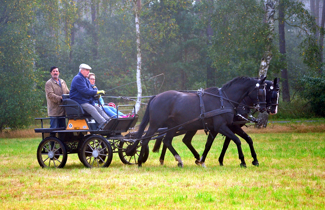 Schwalbenprinz v. Kostolany und Apollo v. Ruffian Reef xx aus dem Gestt Hmelschenburg - gefahren von Heinrich Freiherr von Senden
 - copyright by Beate Langels