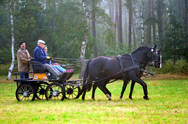 Schwalbenprinz v. Kostolany und Apollo v. Ruffian Reef xx aus dem Gestt Hmelschenburg - gefahren von Heinrich Freiherr von Senden
 - copyright by Beate Langels