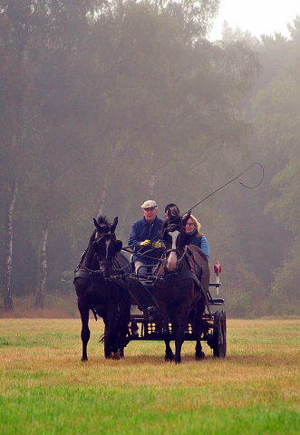 Schwalbenprinz v. Kostolany und Apollo v. Ruffian Reef xx aus dem Gestt Hmelschenburg - gefahren von Heinrich Freiherr von Senden
 - copyright by Beate Langels