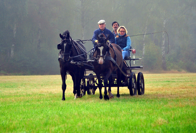 Schwalbenprinz v. Kostolany und Apollo v. Ruffian Reef xx aus dem Gestt Hmelschenburg - gefahren von Heinrich Freiherr von Senden
 - copyright by Beate Langels